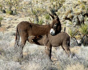 Burro Mom and Kid