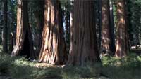 Redwoods
