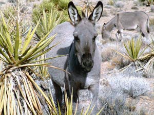 Click here to see larger image.