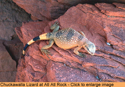 Chuchawalla or Chuckwalla
