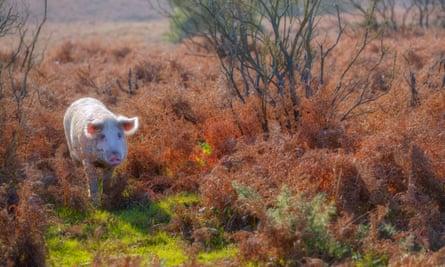A pig foraging for acorns in the New Forest