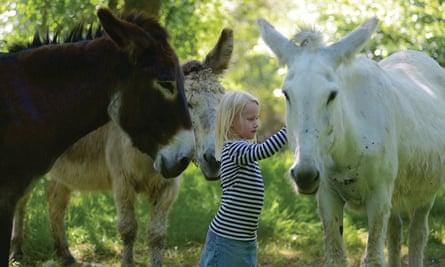 donkeys at Anes de la Vassivière